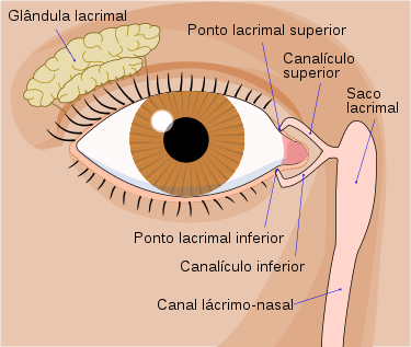 anatomia via lacrimal